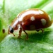Cream-spot ladybird Calvia 14-guttata by julienne1