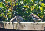 25th May 2016 - Little Sparrow family 