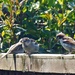 Little Sparrow family  by beryl