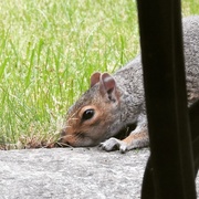 25th May 2016 - Squirrel