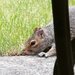 Squirrel by mattjcuk