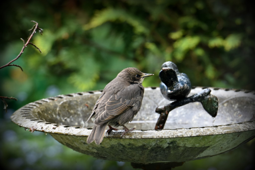 Glad that the birdbath has been cleaned by rosiekind