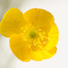 Closeup of buttercup by elisasaeter
