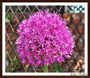 25th May 2016 - The Ball of the Allium Flowers.