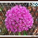 The Ball of the Allium Flowers. by ladymagpie