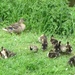 Ducklings by g3xbm