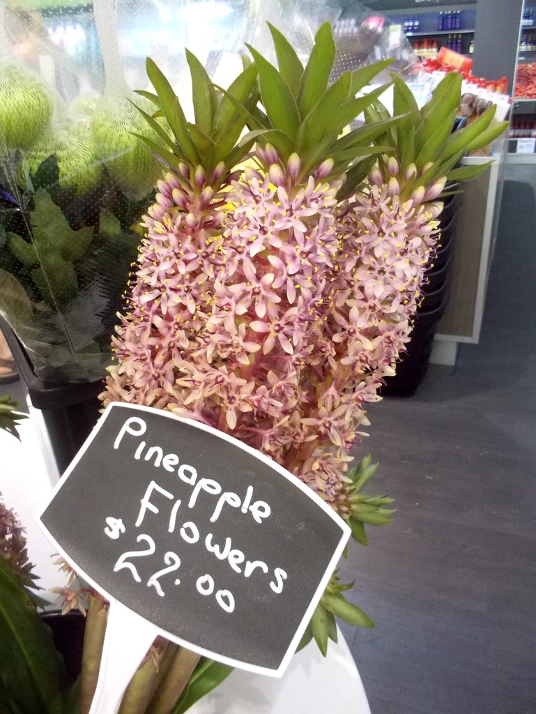 Pineapple Flowers by cruiser