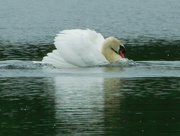 25th May 2016 - High speed swan