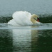 High speed swan by 365anne