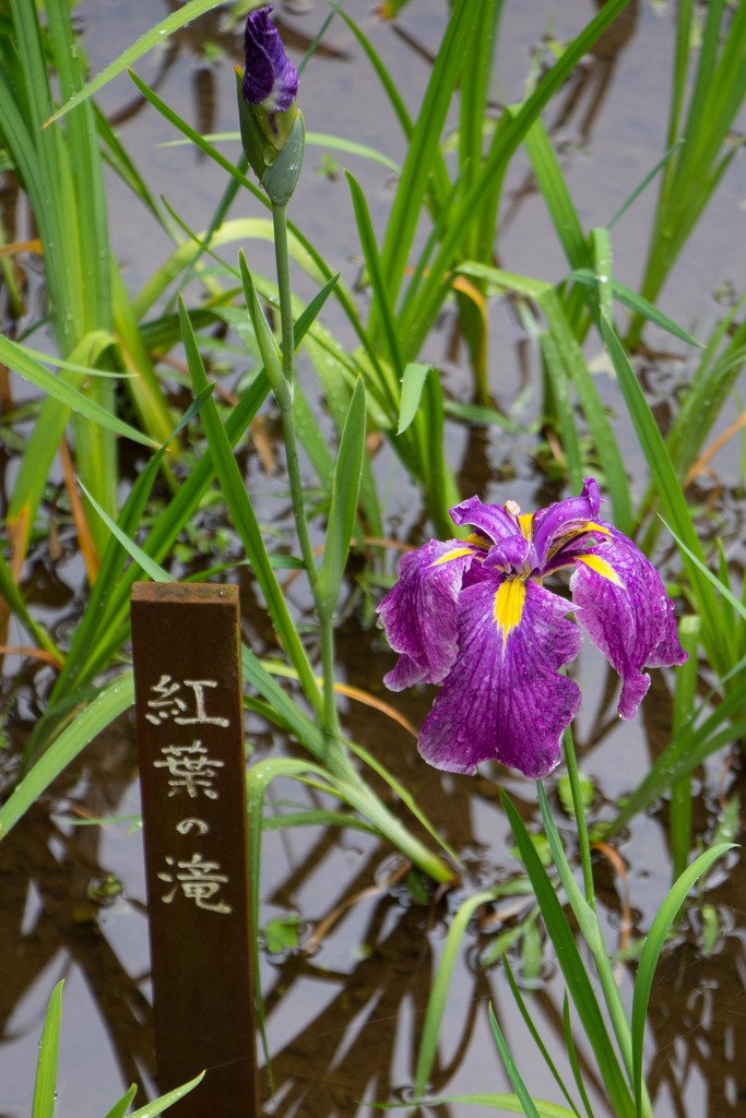 Iris Garden Meiji Shrine by darylo