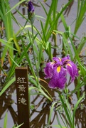17th Oct 2015 - Iris Garden Meiji Shrine