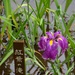 Iris Garden Meiji Shrine by darylo