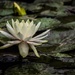 Water Lily at Meiji Iris Garden by darylo