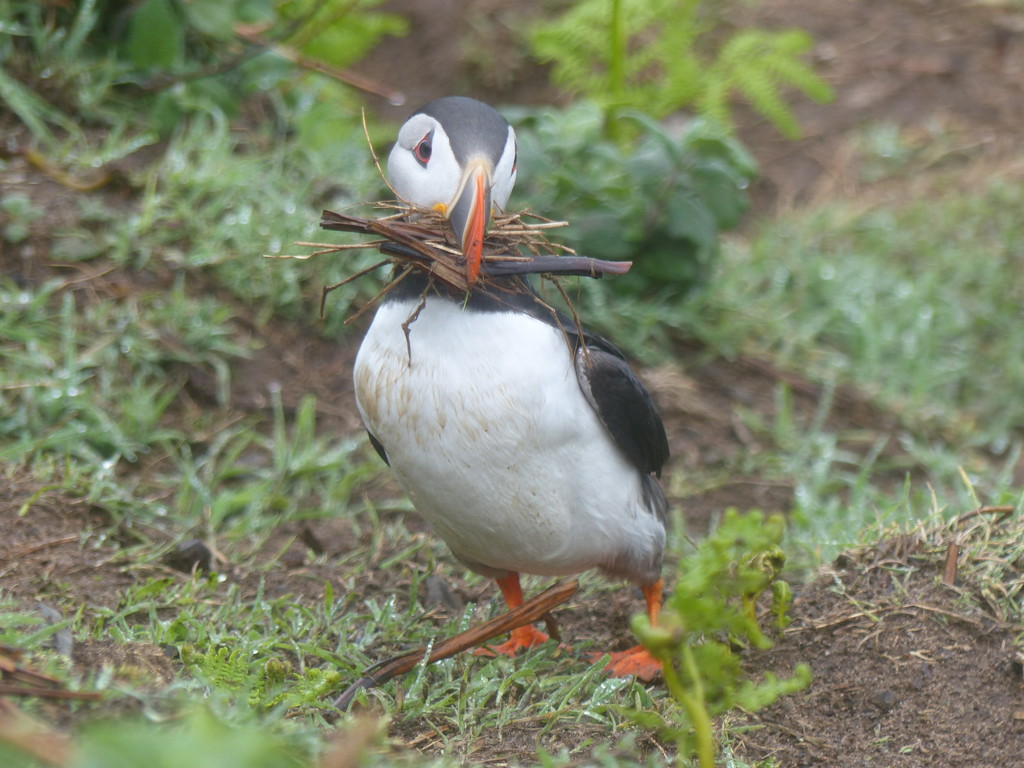 Busy Puffin by susiemc