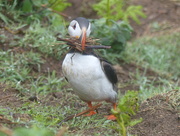 23rd May 2016 - Busy Puffin