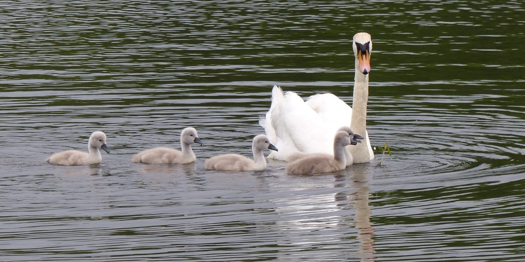 Swan Family by susiemc