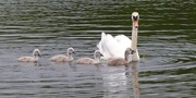 25th May 2016 - Swan Family