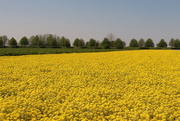 25th May 2016 - The yellow part of the field