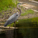 Blue Heron Walking the Waters! by rickster549