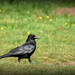 Mr Crow by rosiekind