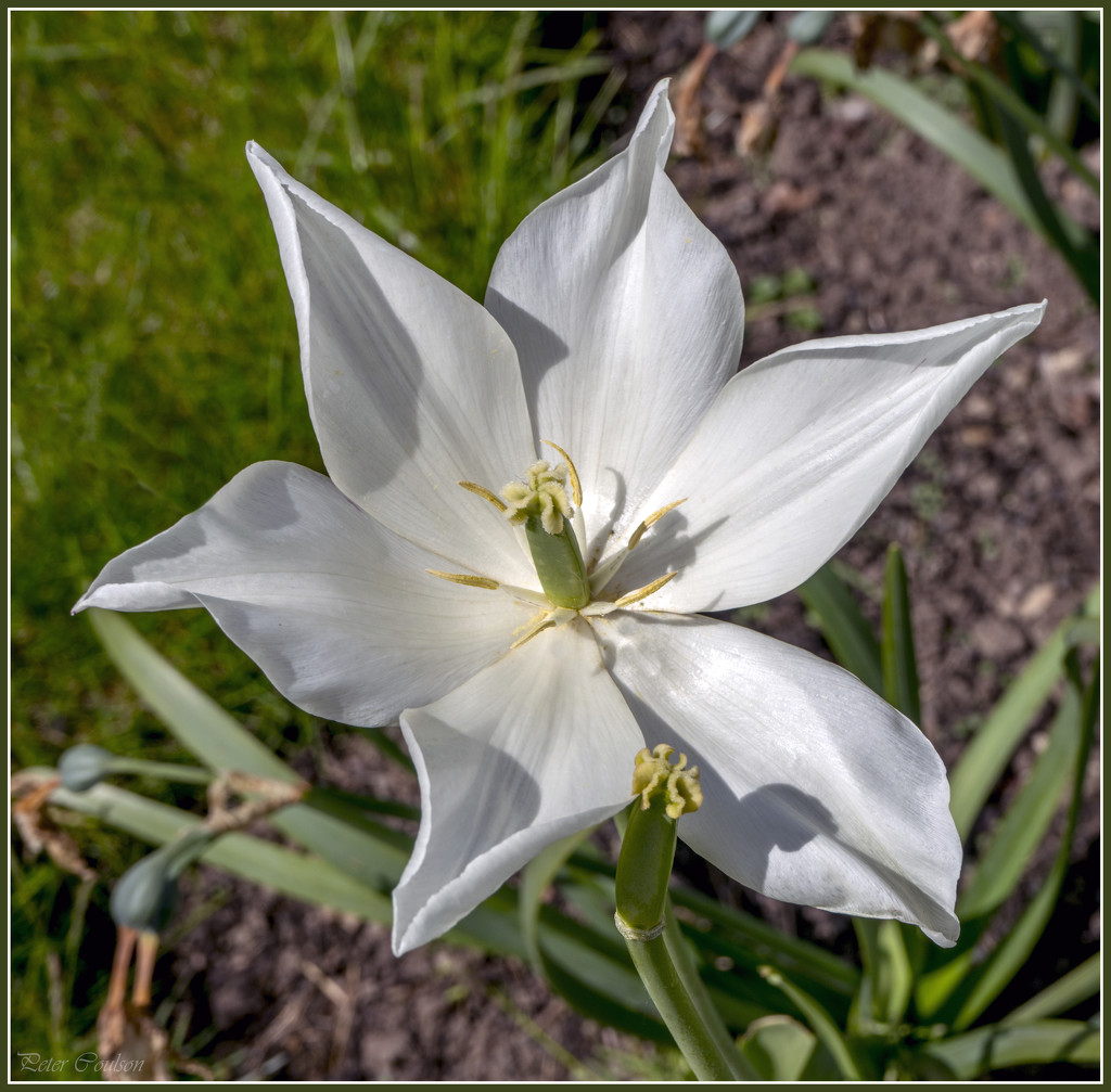 White Flower by pcoulson