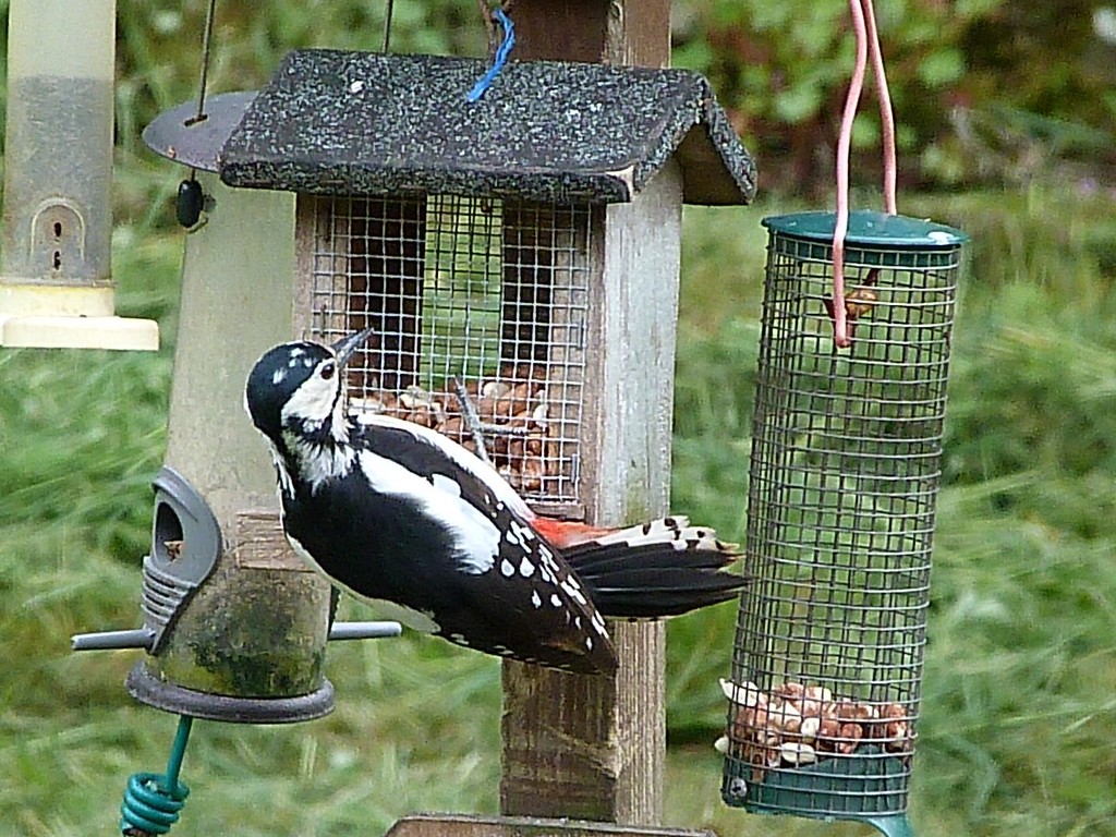 Greater spotted woodpecker by shirleybankfarm