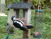 25th May 2016 - Greater spotted woodpecker