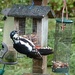 Greater spotted woodpecker by shirleybankfarm