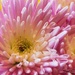 Little Pink Flowers by lynne5477