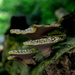 Polyporus squamosus (Pheasant Back Mushroom) by jayberg