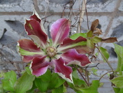 25th May 2016 - clematis