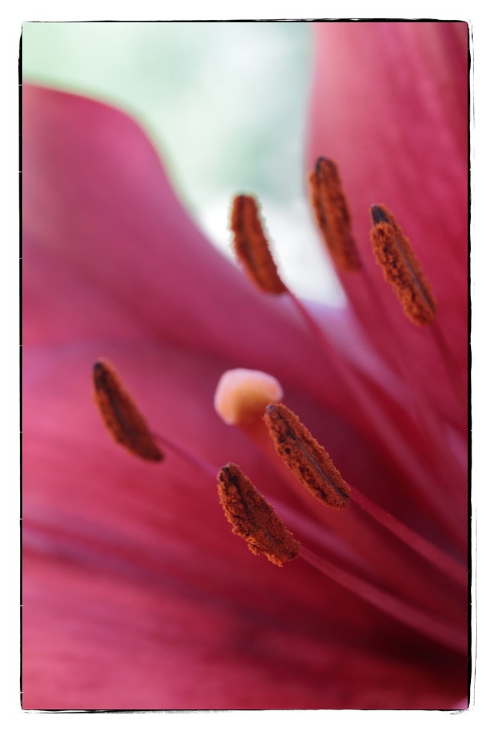 stamens  by blueberry1222