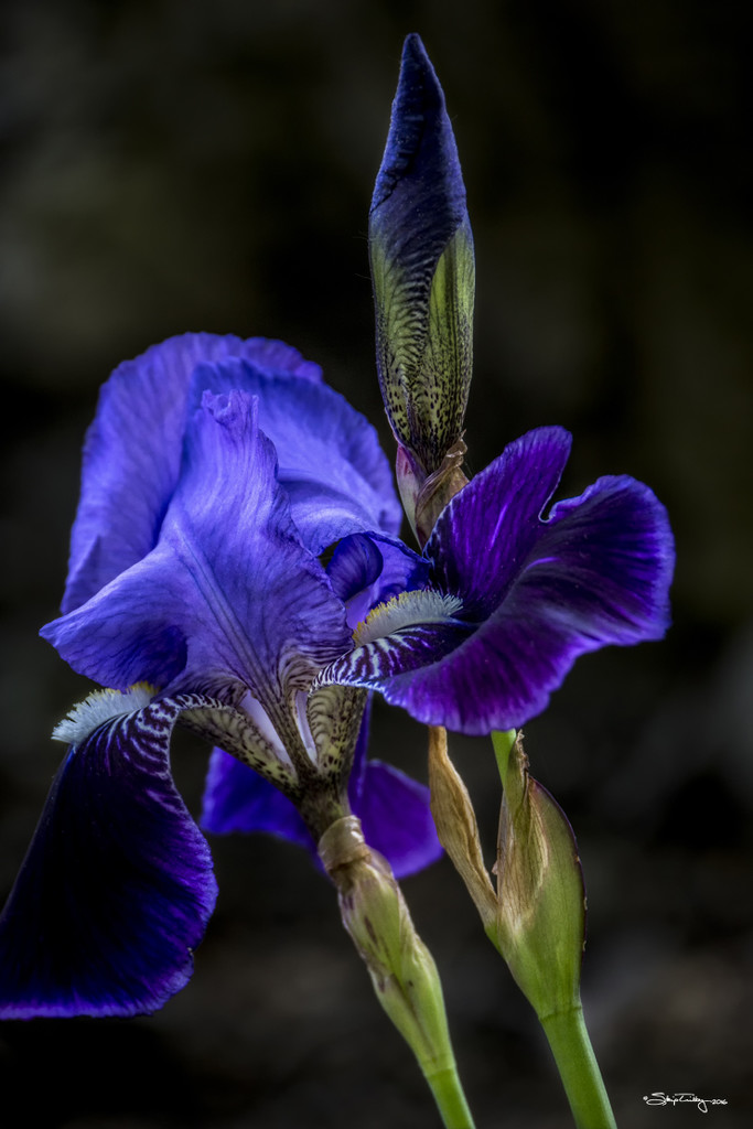 Iris in Blue by skipt07