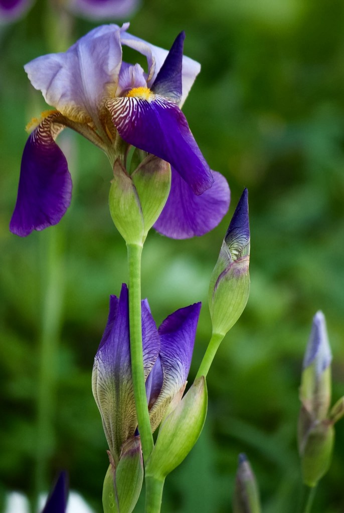 Bearded Iris  by mzzhope