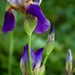 Bearded Iris  by mzzhope