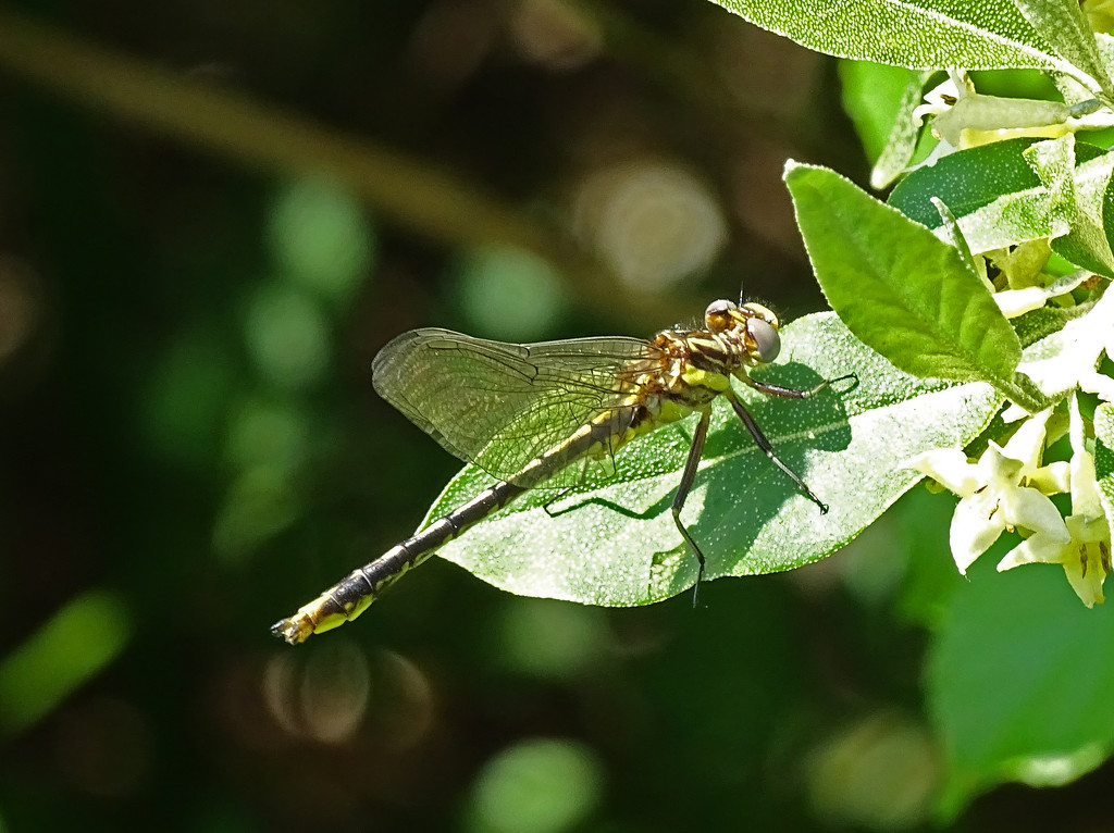 First dragonfly photo of the season by annepann
