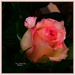 Pink Rose.... by happysnaps