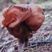 Yesterday's fungus  by kiwinanna