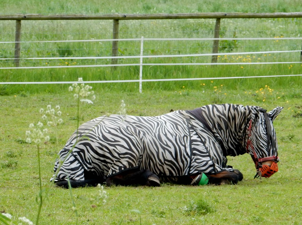 Let Sleeping Zebras Lie by bulldog