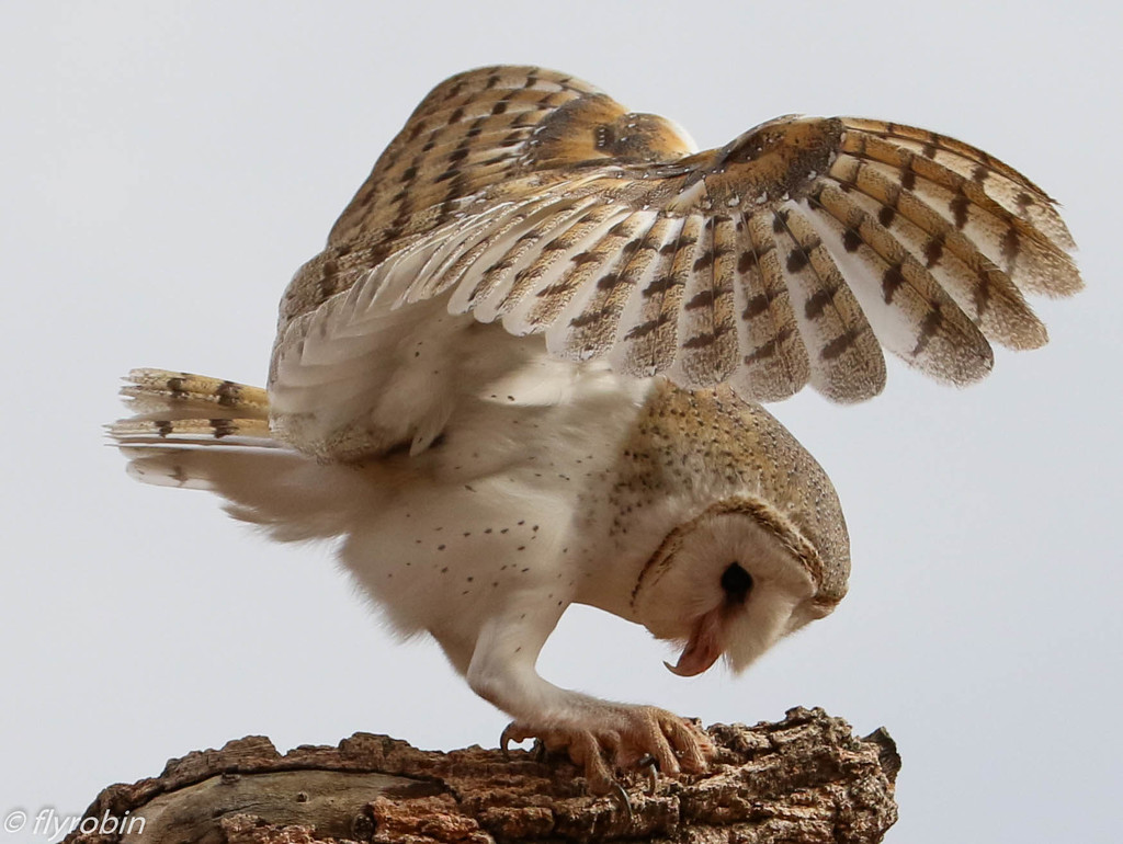 Barn owl beauty by flyrobin