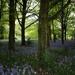 a Cornish bluebell wood by quietpurplehaze