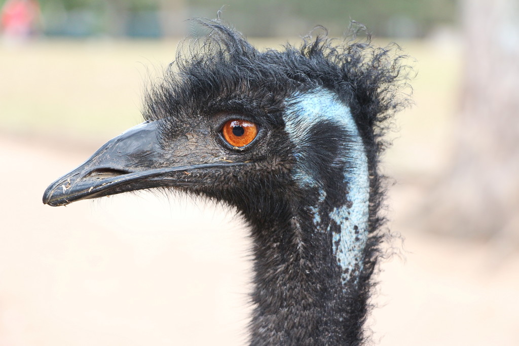 Old Man Emu . . . . Reprise by terryliv