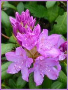 26th May 2016 - Rhododendron 