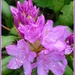 Rhododendron  by beryl