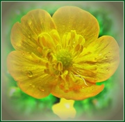 26th May 2016 - Buttercup 