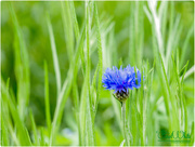 26th May 2016 - Lonely Cornflower