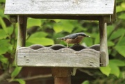 26th May 2016 - Nutty the Nuthatch