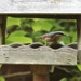Nutty the Nuthatch by orchid99