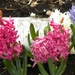Hyacinths by sunnygreenwood