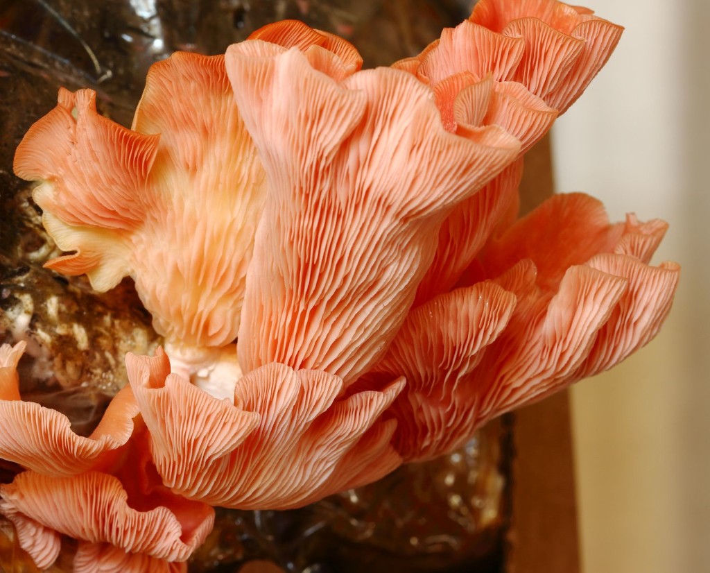 Pink Oyster Mushroom by seacreature
